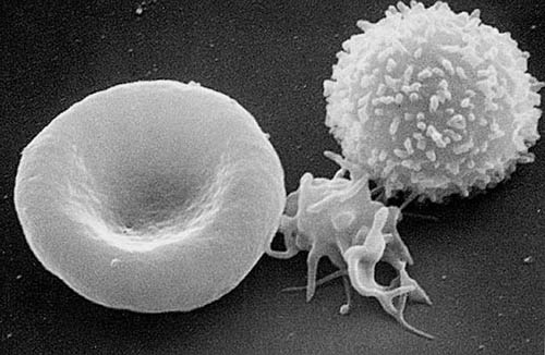 檔案:PRP RBC Platelet WBC.jpg