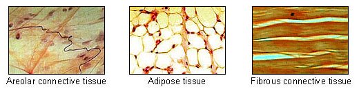 檔案:Connective tissue.jpg